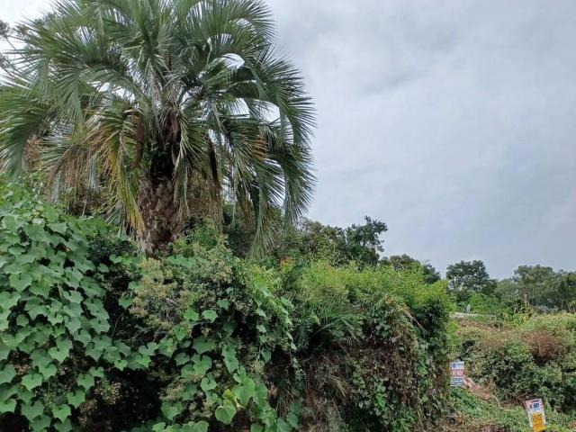 #ter0066 - Área para Venda em Caxias do Sul - RS - 3